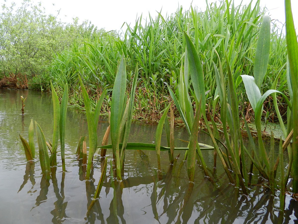alisma-lanceolatum-narrow-leaved-water-plantain